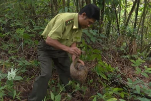 Lực lượng chức năng thả tê tê Java về rừng.