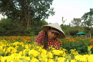 Làng cúc vạn thọ tại phường Bửu Long, TP Biên Hòa (tỉnh Đồng Nai) đang tất bật vào vụ thu hoạch hoa tết