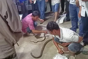  Bắt rắn hổ mang chúa, người đàn ông ở Đồng Nai bị cắn tử vong