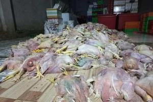 Phát hiện hơn 2,2 tấn gà chết chuẩn bị bán cho cơ sở chế biến giò, chả