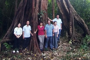 Vườn quốc gia Bù Gia Mập đón bằng công nhận 39 Cây di sản Việt Nam