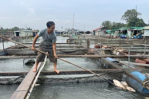Vụ làng cá Tân Mai chết hàng loạt: Người dân mong được hỗ trợ làm sạch môi trường nước 
