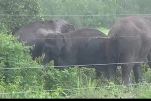 Đồng Nai: Xuất hiện đàn voi rừng 10 con ở đồi Đá Trắng 