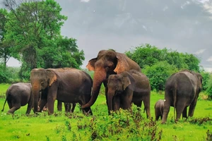 Đồng Nai: Đàn voi rừng tăng gần 2 lần qua bẫy ảnh