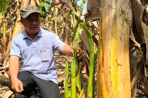 Đồng Nai: Hơn 10ha chuối khô héo, chết nghi do phân bón kém chất lượng