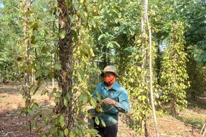 Bình Phước có mưa giải hạn, dân mừng vì cây trồng được cứu