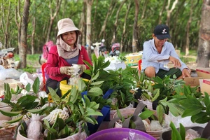 Tây Ninh nâng cao chất lượng, hiệu quả cây mãng cầu 