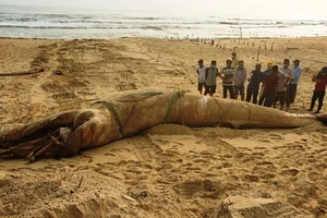 Một cá voi dài 8m trôi dạt vào bờ biển Quảng Nam