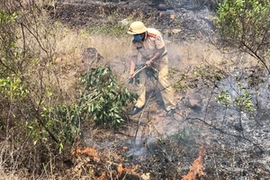 Dập tắt vụ cháy rừng thông ở Quảng Nam