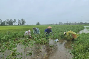 Gần 20.000 ha lúa, rau màu của Quảng Nam bị ngập, ngã đổ do mưa lớn 