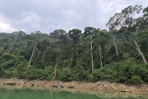 Quảng Nam lý giải nguyên nhân hao hụt 2.850 ha rừng trong một năm