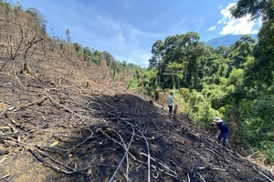 Nhiều diện tích rừng bị đốt cháy sau khi Công ty Tuấn Zin nhận phát dọn