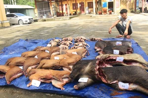 Số động vật rừng được các đối tượng vận chuyển bị lực lượng Công an huyện Nam Giang thu giữ