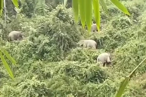Quảng Nam: Đàn voi rừng 5 con vào sát khu vực dân cư để tìm thức ăn
