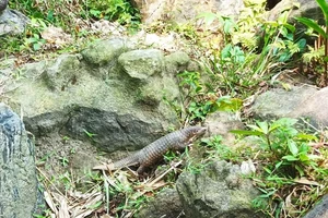 Quảng Nam: Thả về rừng một con tê tê quý hiếm 