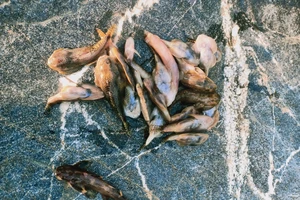 Cá chết hàng loạt kéo dài hơn 1km trên sông Nước Bươu ở Quảng Nam