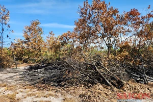 Vụ diễn tập chữa cháy trong rừng phòng hộ: Lãnh đạo tỉnh Quảng Nam yêu cầu phục hồi cây bị ảnh hưởng