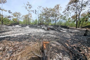Vụ diễn tập chữa cháy trong rừng phòng hộ: Chi cục Kiểm lâm tỉnh Quảng Nam nói gì?