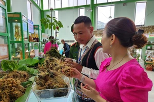 Quảng Nam: Thu về gần 9,5 tỷ đồng tại phiên chợ sâm Ngọc Linh
