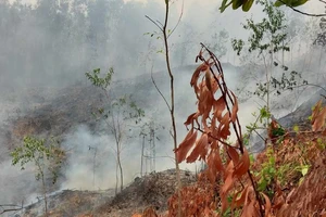 Quảng Nam: Đốt thực bì gây cháy rừng keo, một người tử vong