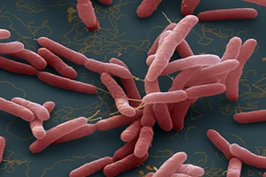 Một người ở Quảng Nam tử vong do nhiễm "vi khuẩn ăn thịt người”
