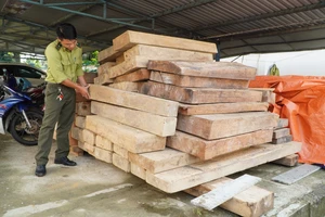 Quảng Nam: Yêu cầu giải trình vụ gỗ không có giấy tờ hợp pháp nằm trên đất Trưởng phòng Nội vụ