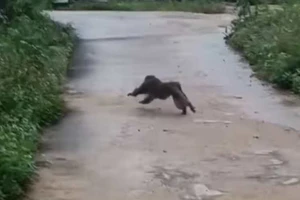 Bắt được khỉ đuôi lợn tấn công nhiều người ở Quảng Nam