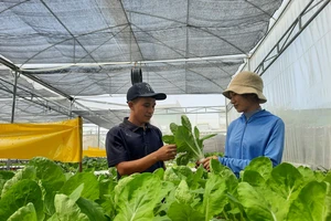 Quảng Nam bứt phá từ "cú huých" quy hoạch - Bài 2: Hướng đến vùng sản xuất nông nghiệp công nghệ cao