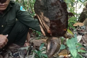 Quảng Nam: Phát hiện một cá thể rùa đầu to nằm trong sách đỏ thế giới
