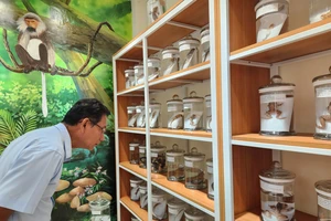 Quảng Nam đưa vào hoạt động Bảo tàng đa dạng sinh học cấp tỉnh đầu tiên trong cả nước