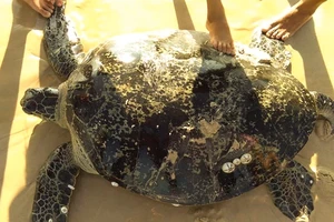 Rùa biển nặng hơn 100 kg mắc lưới ngư dân