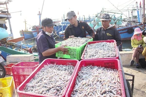 Cá cơm về nhiều, ngư dân Quảng Trị phấn khởi