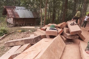 Số gỗ được phát hiện ở khu vực bìa rừng..