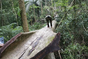 Quảng Trị: Khởi tố vụ án phá rừng tại Khu bảo tồn thiên nhiên