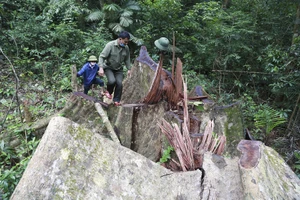 Cận cảnh hiện trường vụ phá rừng đặc dụng ở Quảng Trị