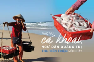 Vào vụ cá khoai, ngư dân Quảng Trị thu tiền triệu mỗi ngày