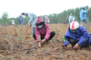 Người dân huyện Cam Lộ trồng cây quế tại khu vực hồ Đá Lã, xã Cam Thủy