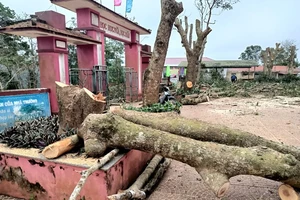 Quảng Trị: Nhiều cây xà cừ trong sân trường bị cắt trụi, cưa hạ