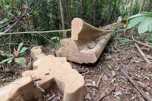 Quảng Trị: Phát hiện vụ phá rừng tự nhiên