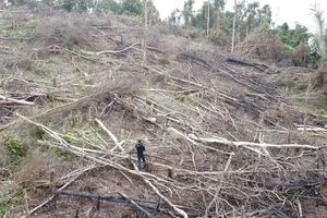 Vụ hơn 18ha rừng ở Quảng Trị bị chặt phá: UBND tỉnh yêu cầu xử lý nghiêm