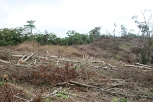 Vụ nhiều hecta rừng ở Quảng Trị bị chặt phá: Xác định được 7 đối tượng liên quan