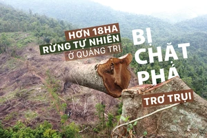 Hơn 18ha rừng tự nhiên ở Quảng Trị bị chặt phá trơ trụi