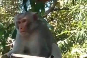 Quảng Trị: Cử lực lượng xua đuổi, bẫy cá thể khỉ tấn công người dân 