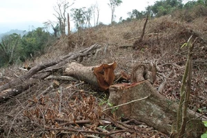 Phá rừng, 4 người bị phạt 625 triệu đồng 