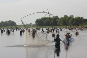 Hàng trăm người bì bõm lội bùn bắt cá ngày hội “phá trằm”