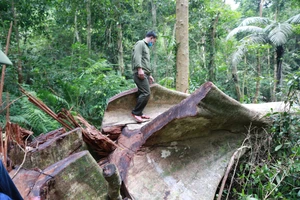 Kỷ luật Giám đốc Ban Quản lý Khu Bảo tồn thiên nhiên Bắc Hướng Hóa vì để xảy ra phá rừng