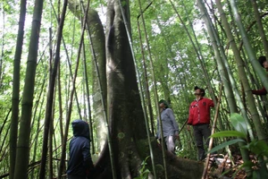 Rừng tự nhiên của cộng đồng đầu tiên ở Việt Nam được cấp chứng nhận quốc tế về dịch vụ hệ sinh thái