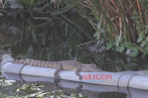 Phát hiện con vật nghi là cá sấu ở hồ nước ngay trung tâm TP Đông Hà