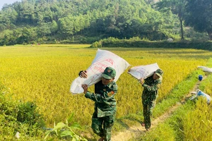 Bộ đội Biên phòng giúp người dân vùng biên giới thu hoạch lúa