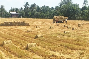 ĐBSCL – lúa gạo cùng tăng giá vào cuối vụ